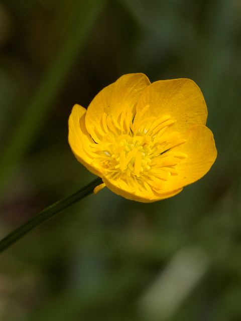 Buttercup, Stony Fork Valley Overlook, Blue Ridge Parkway